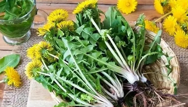 Perubahan apa yang anda lihat di dalam badan anda semasa minum dandelions setiap hari? Adakah ekstrak dandelion benar untuk anti kanser?