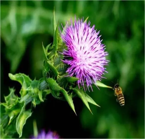 Apakah faedah utama dan penonton sasaran susu thistle?